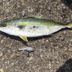 結局アジとツバス1匹